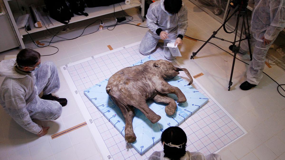Una cría de mamut recuperada del permafrost ciberiano.
