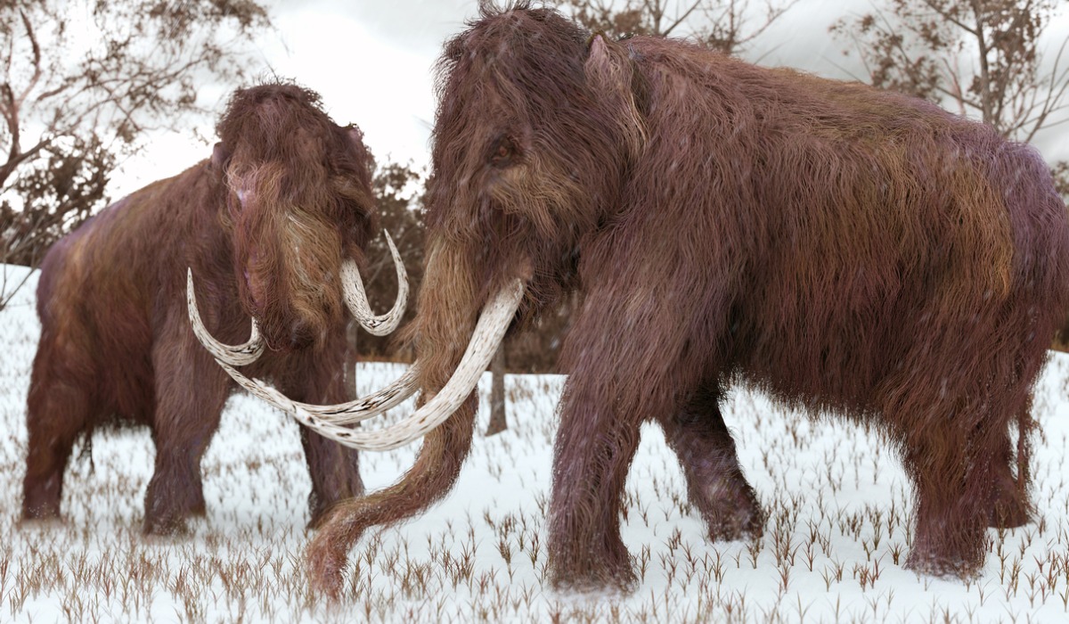 Ilustración de mamuts lanudos.