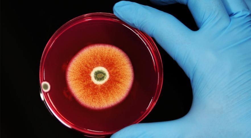 Descubren hongos que pueden comer plástico como si fuera madera
