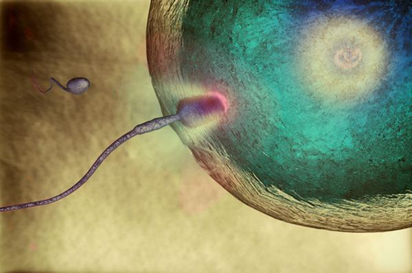 Encuentran el esperma más antiguo del mundo-0