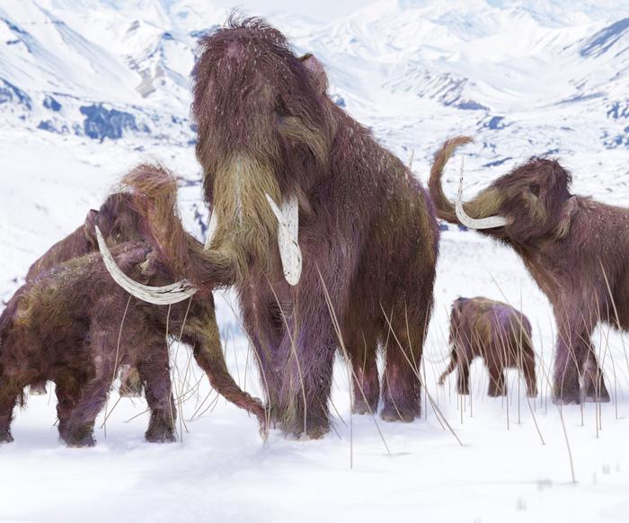 El lugar para revivir a los mamuts ya está escogido y despierta polémica en el mundo-0