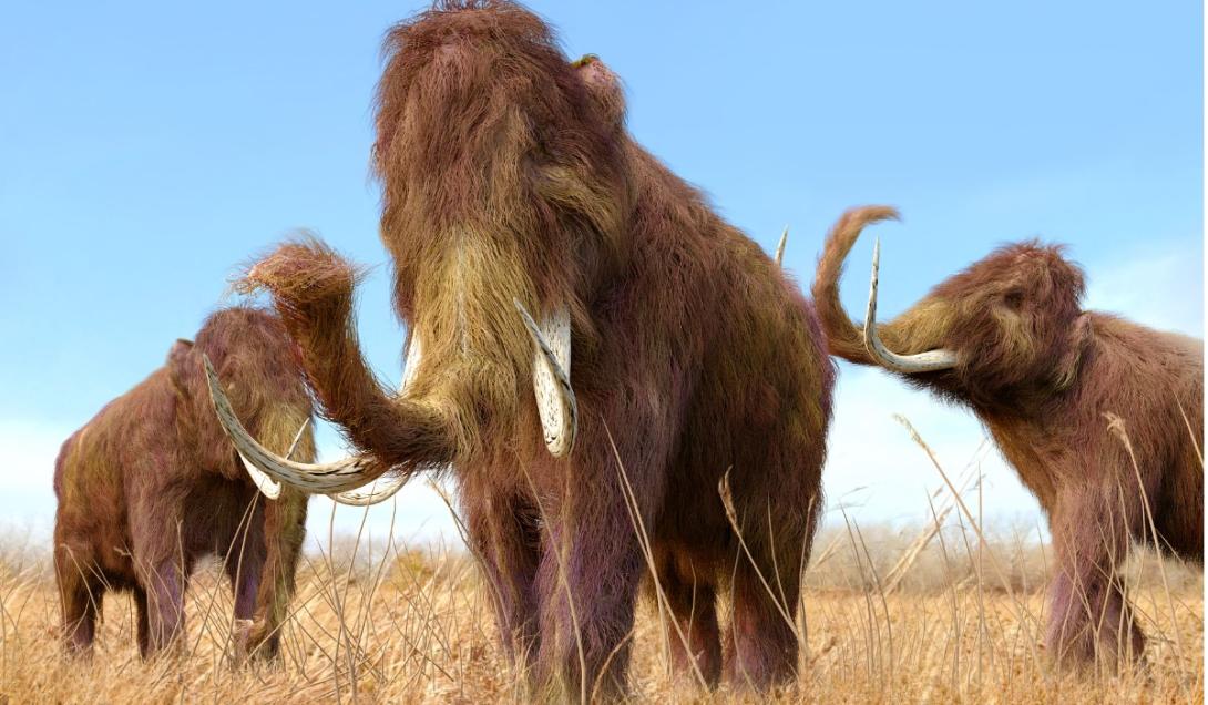 Ya existe fecha para resucitar al mamut: 2028-0